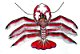 Languste / Lobster