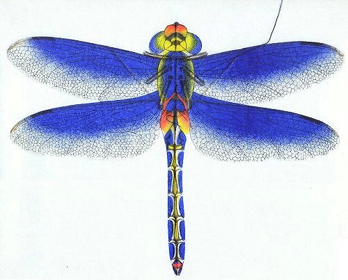 Blaue Libelle (TianJin) / Blue Dragonfly (TianJin)