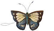 Micro
                              Schmetterling /Micro Butterly