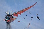 (Drachenkopf-) Centipede - "Kite ofe Centipede with Dragon's Head"