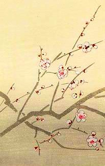 Sakura, Plum Blossom