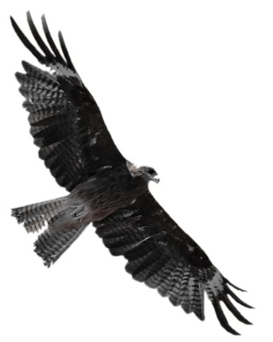 Kite, a Bird-of-Prey